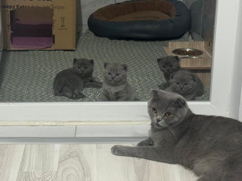 2 aylık yavru scottish fold kediler