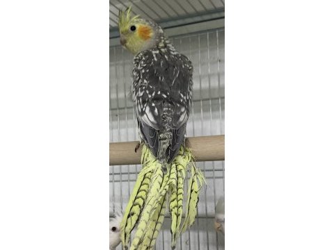 2 aylık erkek yavru sultan papağanı eğitime açık