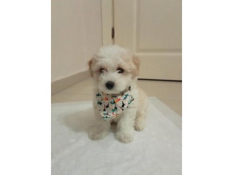 Dünya tatlısı maltese terrier