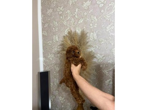 Bakımlı toy poodle