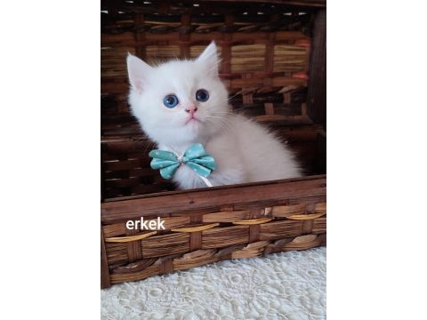 Maviş british prensimm