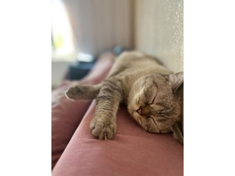 Bir ömürlük yuva arıyor 1 yaşında british shorthair