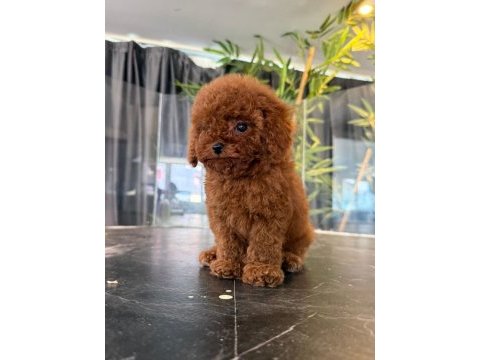 Orjinal toy poodle yabruları