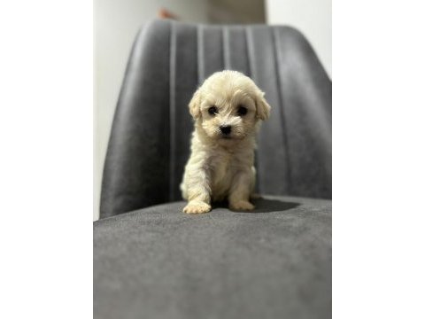 Maltipoo adrese teslim, kapıda ödeme yapabilirsiniz