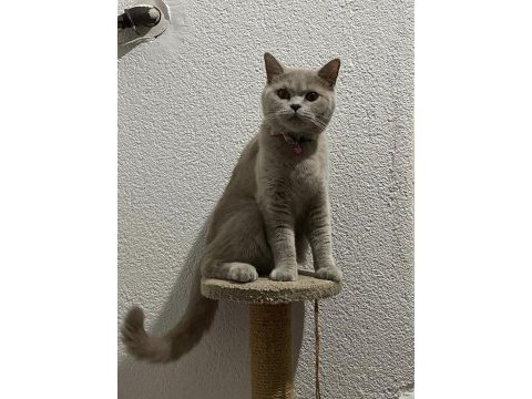 British shorthair yuvanızı benimle paylaşırmısınız