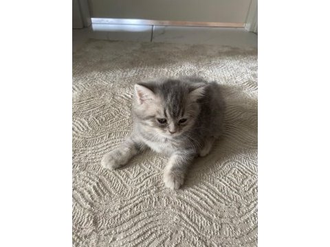 2 aylık safkan british shorthair