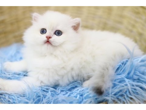 British longhair tostik