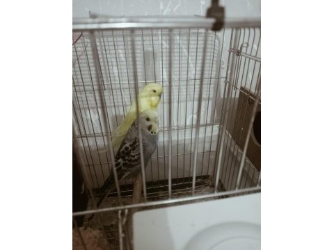 Sarı erkek mavi dişi çift muhabbet kuşu