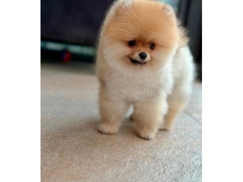 Pomeranian boo yavrular scrli safkan