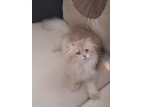 British longhair lilak golden sevimli cana yakın uysal