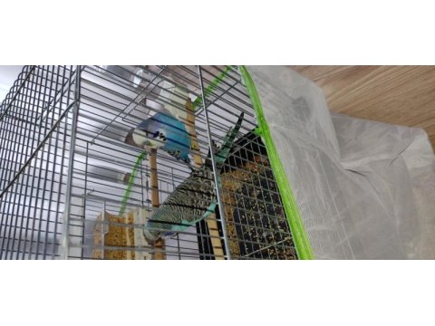 Çift jumbo muhabbet kuşu satılık veya takas