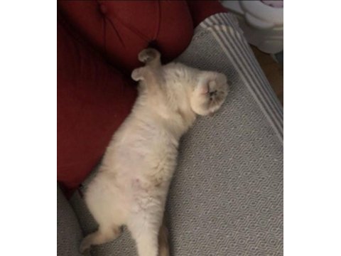 3 yaşında dişi scottish fold blue point