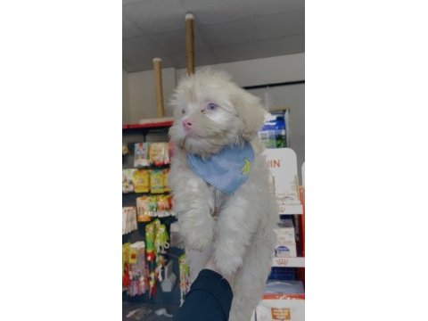 Albino maltese yeni ailesini arıyor