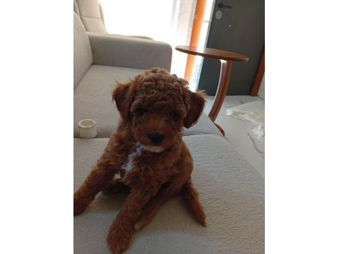Sevimli yavru poodle