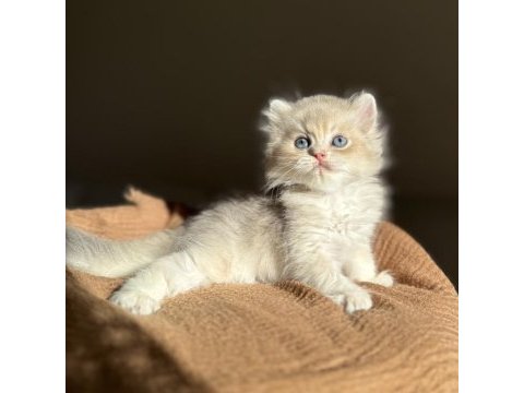 Harika renk blue golden ay11 british longhair