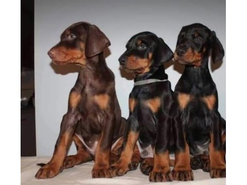 Siyah ve kızıl king doberman yavrularımız