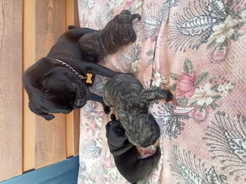 Safkan pug