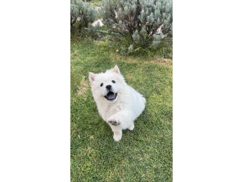 3 aylık dişi chow chow (çin aslanı)
