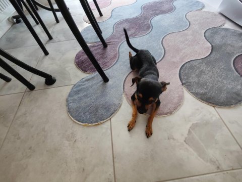 11 aylık kimlikli çipli alman pinscher, wc eğitimi var