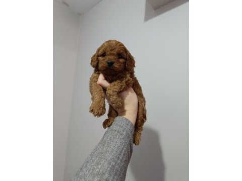 Maltipoo yavrularımız