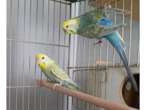 Rainbow yetişkin çift, bilezikli muhabbet kuşları
