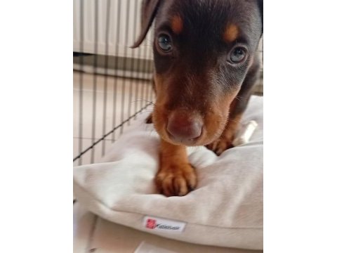 3 aylık kahverengi doberman