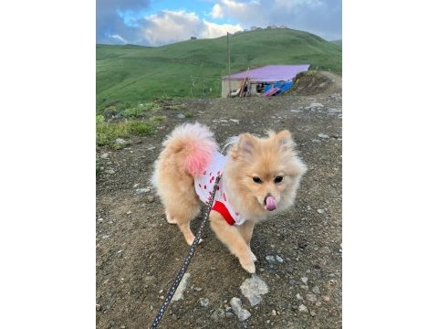 Çok güzel pomeranian dişi 1 yaşında acil