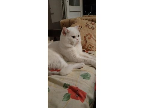 British shorthair paşamız yeni yuvasını aramakta