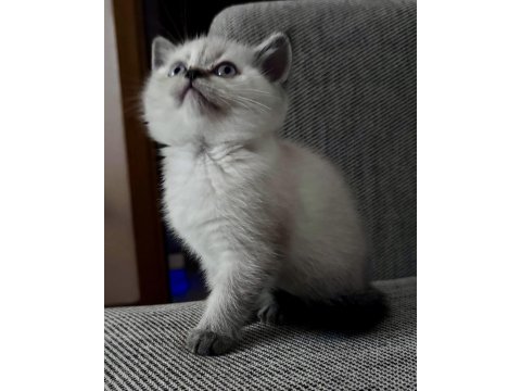 British shorthair colorpoint