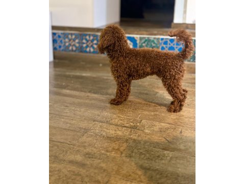 Köpeğimiz danten aile arıyor