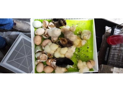 Yüksek yumurta verimli köy tavuklarının civcivleri