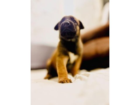 Malinois yavrular