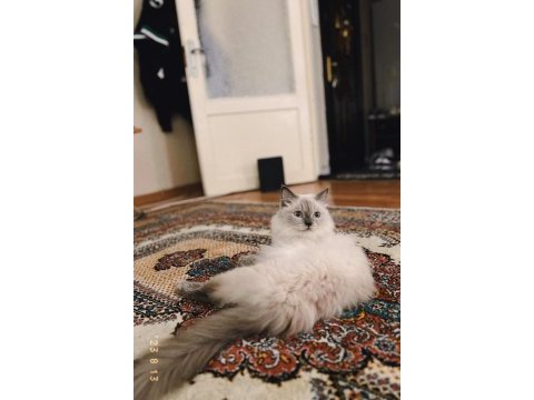 Dişi ragdoll kedime eş arıyorum