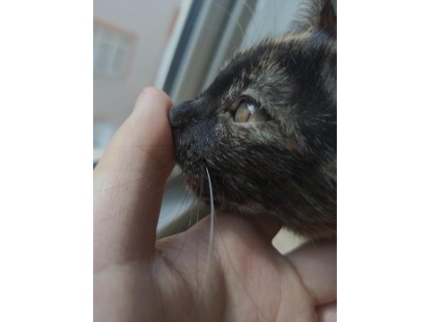 Yeni yuva arayan kedimiz