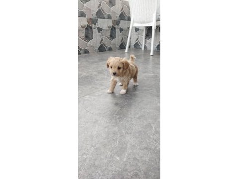 Maltipoo bebekler
