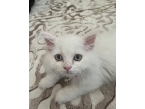 British longhair 8 aylık erkek