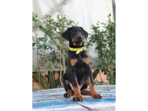 Doberman 2.5 aylık a şecereli
