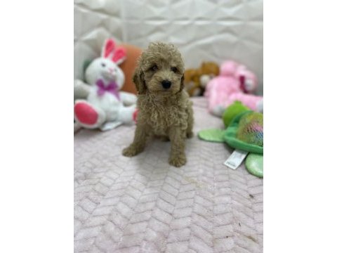 Erkek dişi üst kalite maltipoo köpekler