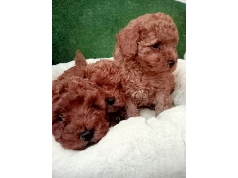 2 aylık dişi ve erkek toy poodle