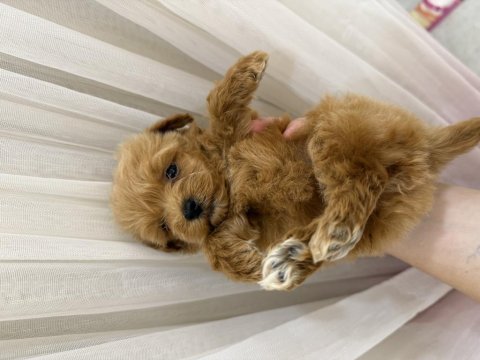 En miniğinden maltipoo 