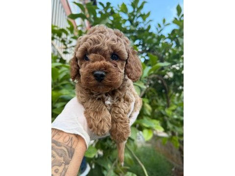 Sağlıklı poodle yavrular