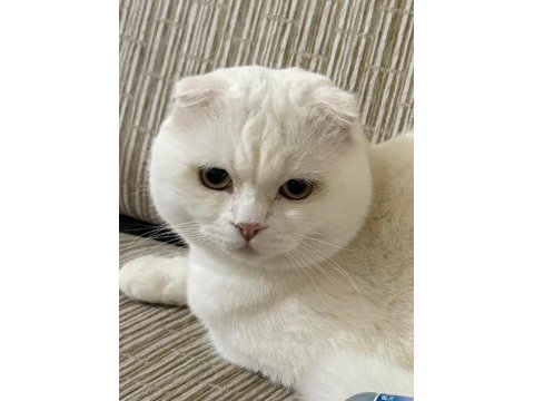 Harika huya sahip scottish fold oğluş
