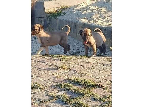 Sivastan özel getirttim kangal köpeklerin yavruları