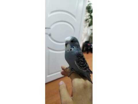 Muhabbet kuşu
