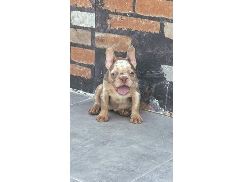 French bulldog dişi