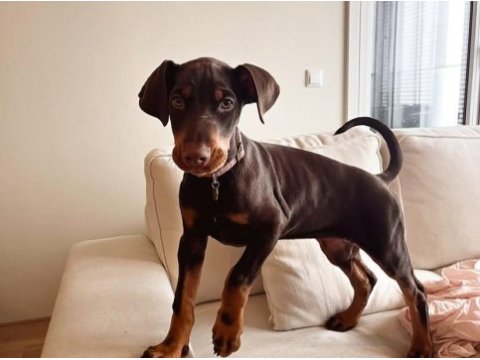 Sahibine bağlı doberman