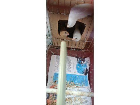 1 adet dişi goldiyan ve bengal ispinozları
