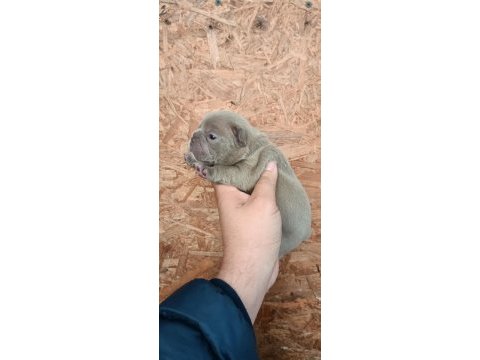 Egzotik french bulldog bebekler