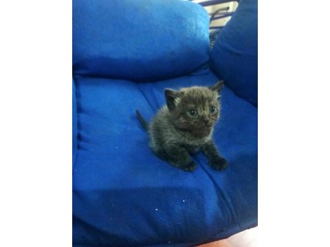 Sahiplendirilecek scottish fold