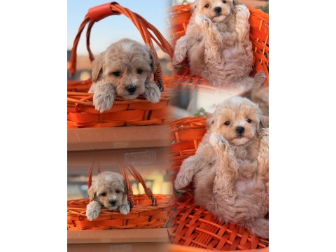 Erkek 0 numara maltipoo yavrumuz